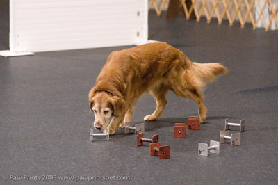 Golden Retriever w Scent Articles
