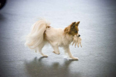 Papillion doing glove exercise
